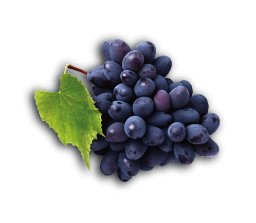 Concord Grape
